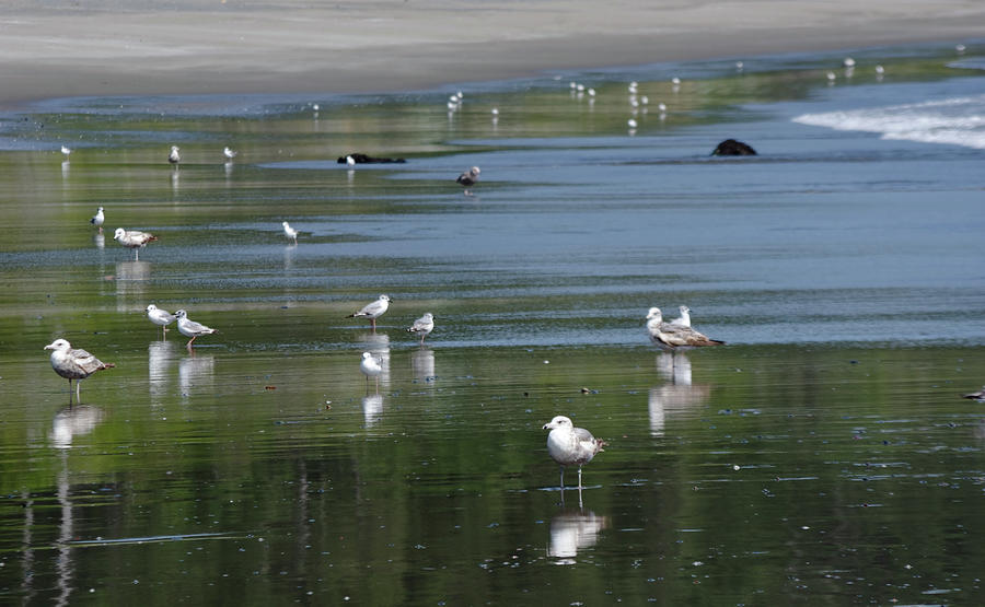 Beach Birds Photograph by Adria Trail