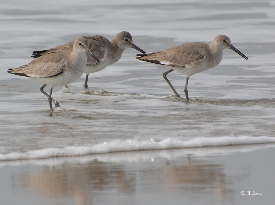 Beach Birds Photograph by Dan Williams