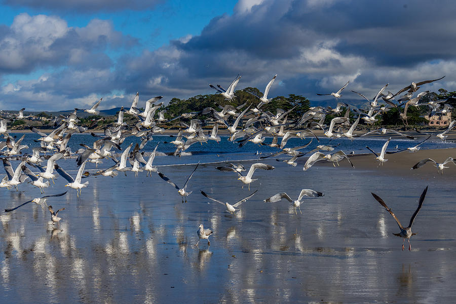 Beach Birds Photograph by Derek Dean