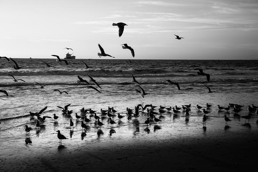 Beach Birds Photograph by Joan Baker