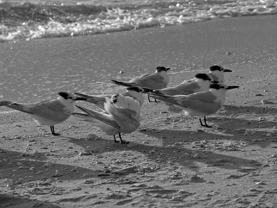 Beach Birds Photograph by Juergen Roth