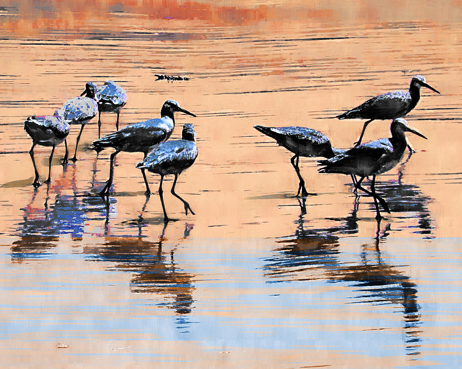 Beach Birds Photograph By Lynn Andrews - Fine Art America