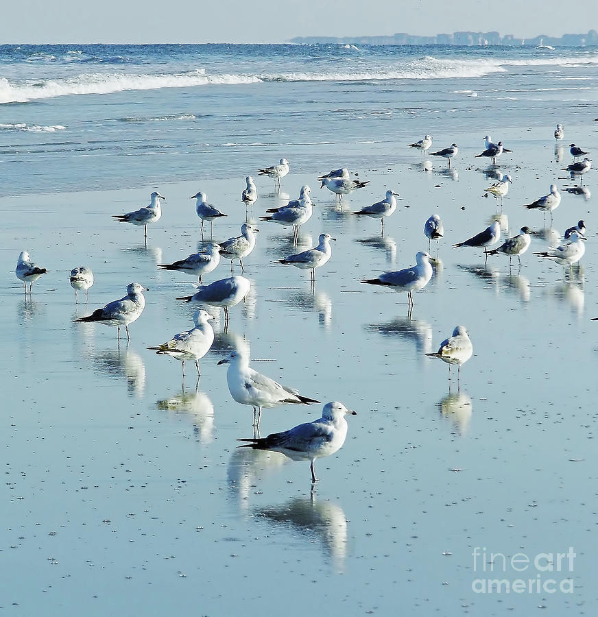 Beach Birds Reflections Photograph by D Hackett