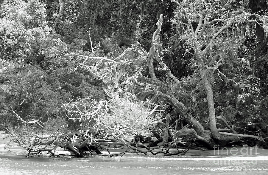 Beach Bones Photograph by D Hackett