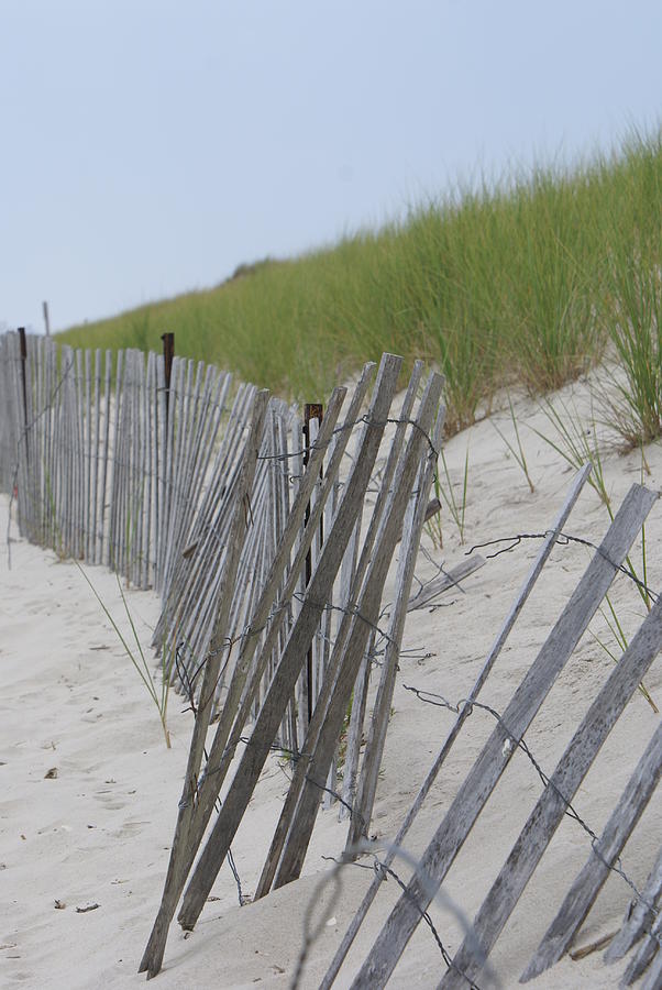 Beach Border Photograph by Patricia M Shanahan | Fine Art America