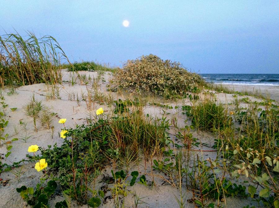 Beach Bouquet Photograph by Sherry Kuhlkin