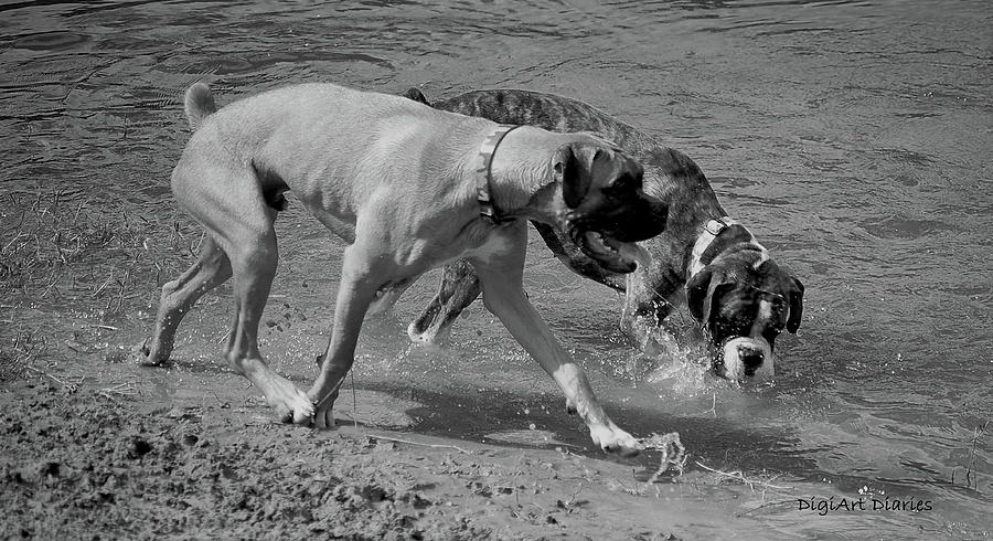 Black And White Digital Art - Beach Buddies by DigiArt Diaries by Vicky B Fuller