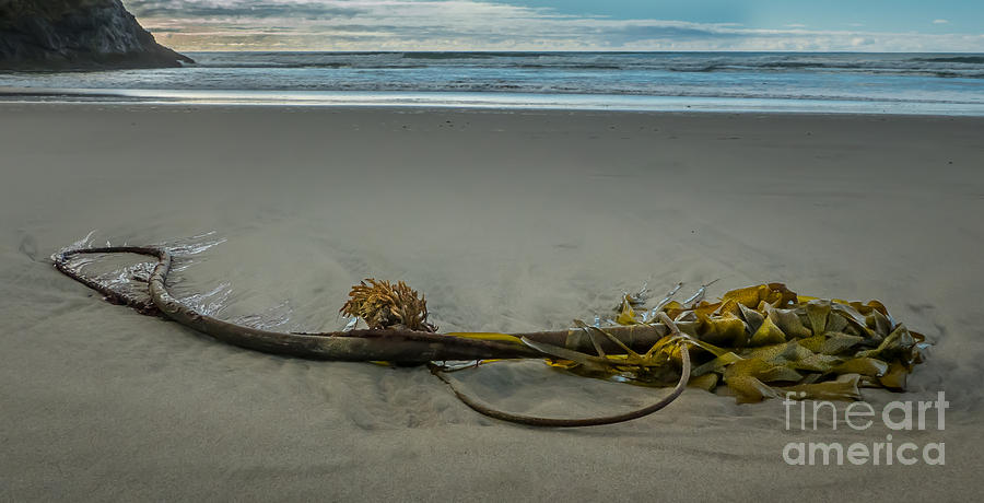 Beach Bull Kelp Laying Solo by Em Witherspoon Beach Bull Kelp Laying Solo by Em Witherspoon