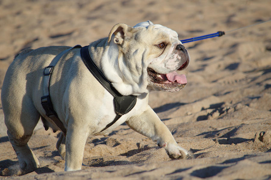 Beach Bulldog Photograph by Adrian Wale