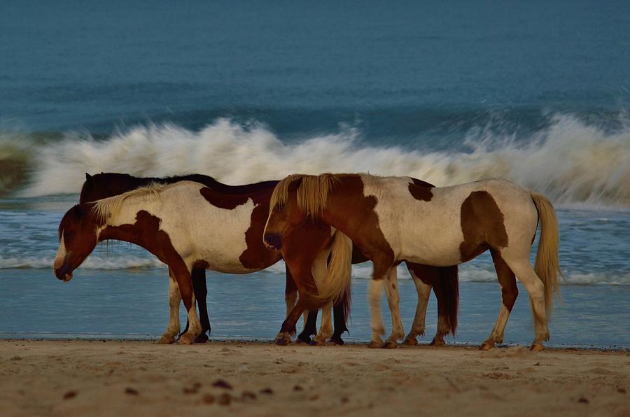 Paradise Photograph - Beach Bum Ponies by Billy Beck