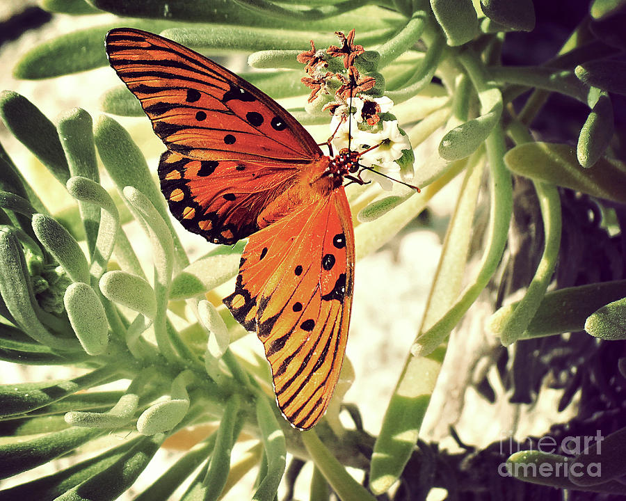 Surroundings - Beach Butterfly Photograph by Chris Andruskiewicz