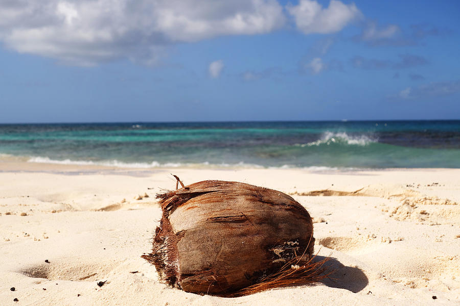 Beach Coconut in Anguilla on Shoal Beach in Shoal Bay Photograph by Toby McGuire