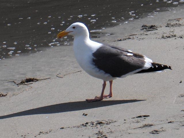 Seagull Photograph - Beach Comber by Denise Lowery