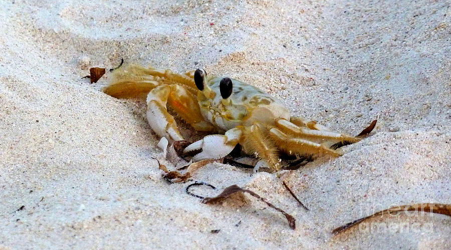 Beach Crab Photograph by Francesca Mackenney