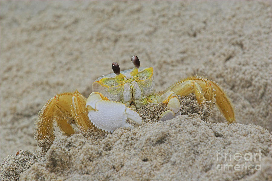 Beach Crab in Sand Photograph by Randy Steele