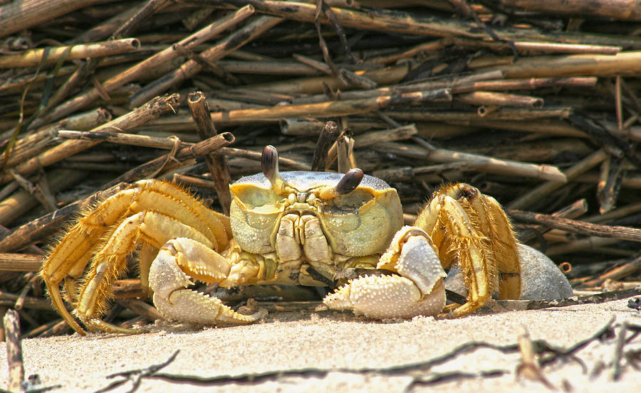 Beach Crab Photograph by Robert Och