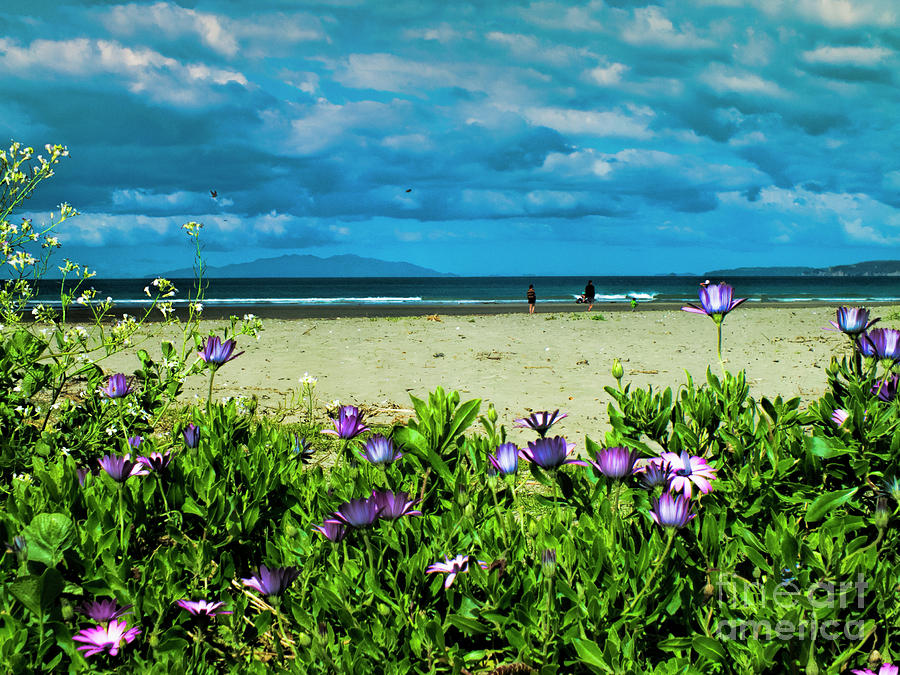 Beach Daisies Photograph by Karen Lewis