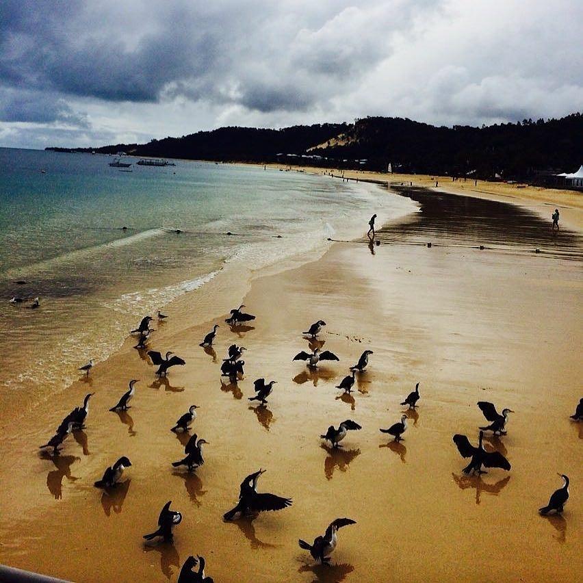 Bird Photograph - Beach Dancing by Mona Archuleta-Jones