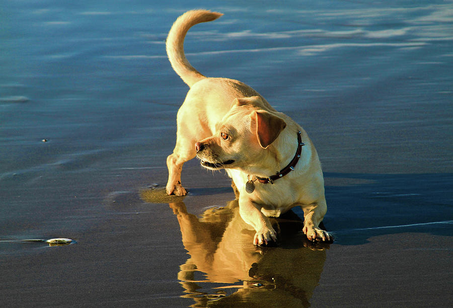 Beach Dog 2 Photograph by Bonnie Follett