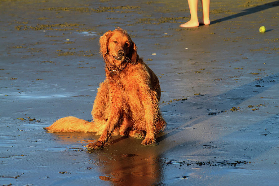 Beach Dog 3 Photograph by Bonnie Follett