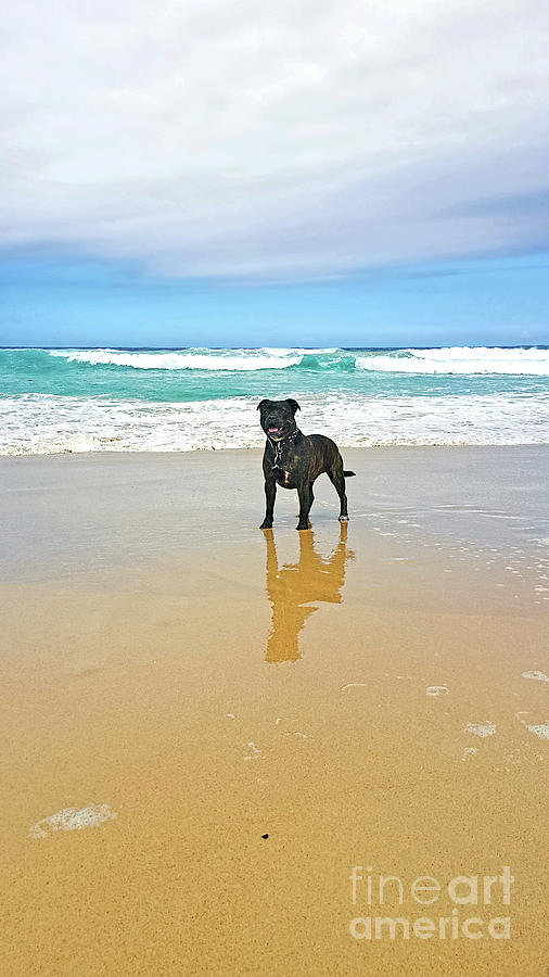 Beach Dog and Reflection by Kaye Menner Photograph by Kaye Menner