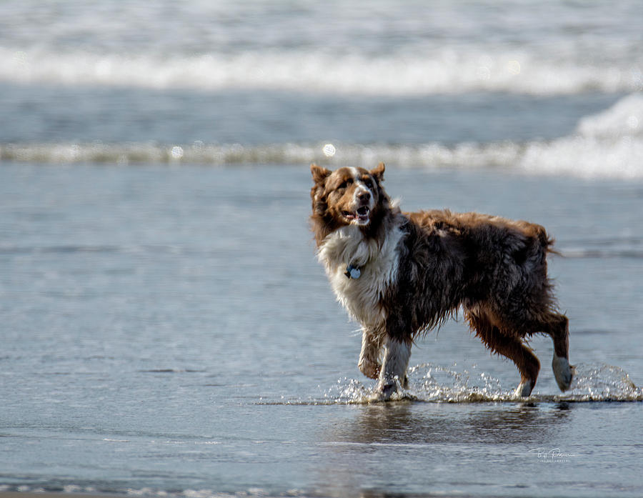 Beach Dog Photograph by Bill Posner