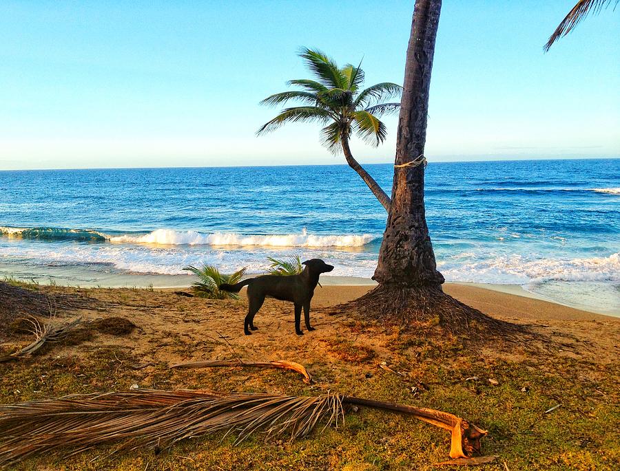 Beach Dog  Photograph by Joseph Caban