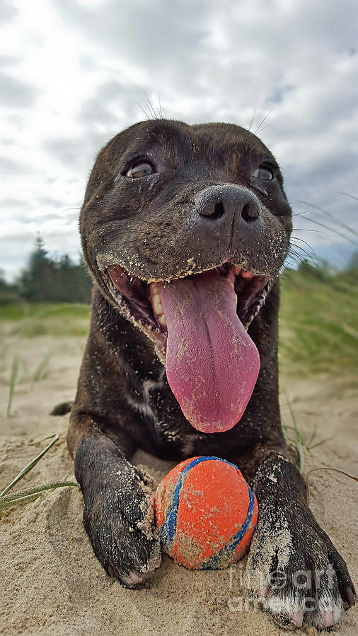 Beach Dog - More Play? by Kaye Menner Photograph by Kaye Menner