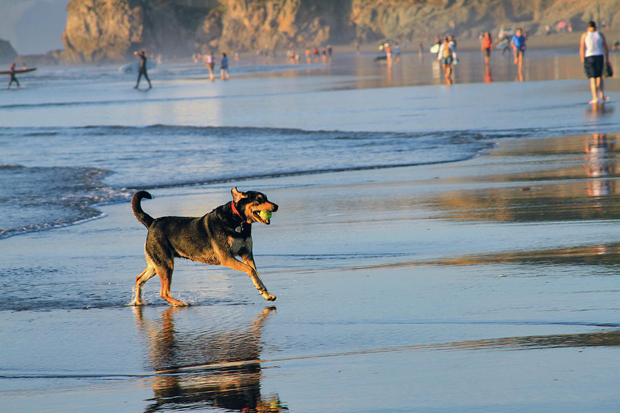 San Francisco Photograph - Beach Dog Playing Fetch by Bonnie Follett
