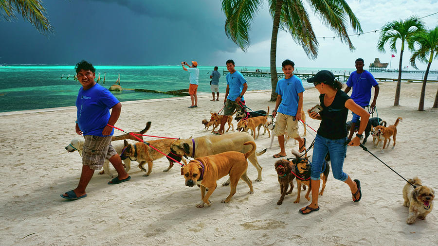 Beach Dog Walkers on Ambergris Caye, Belize Photograph by Waterdancer