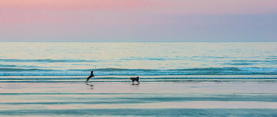 Beach Dogs Playing at Dawn Photograph by Thomas Lavoie