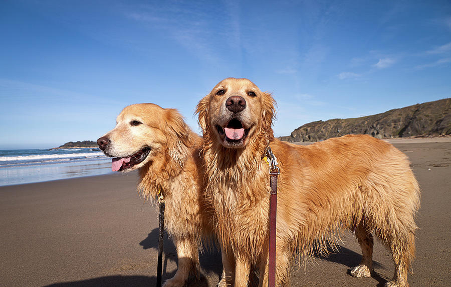 Double Vision Beach Dogs Photograph by R Scott Duncan
