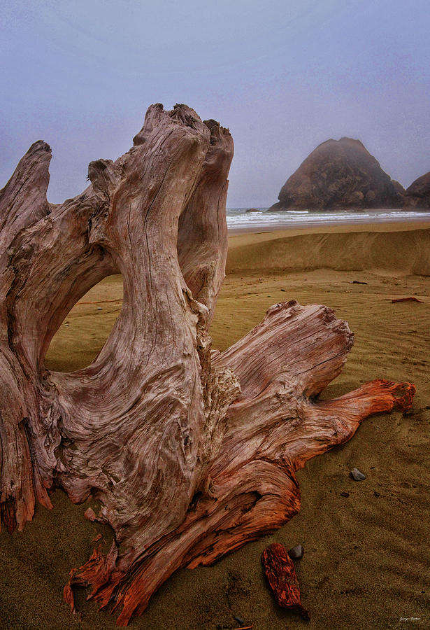 Beach Driftwood 003 Photograph by George Bostian