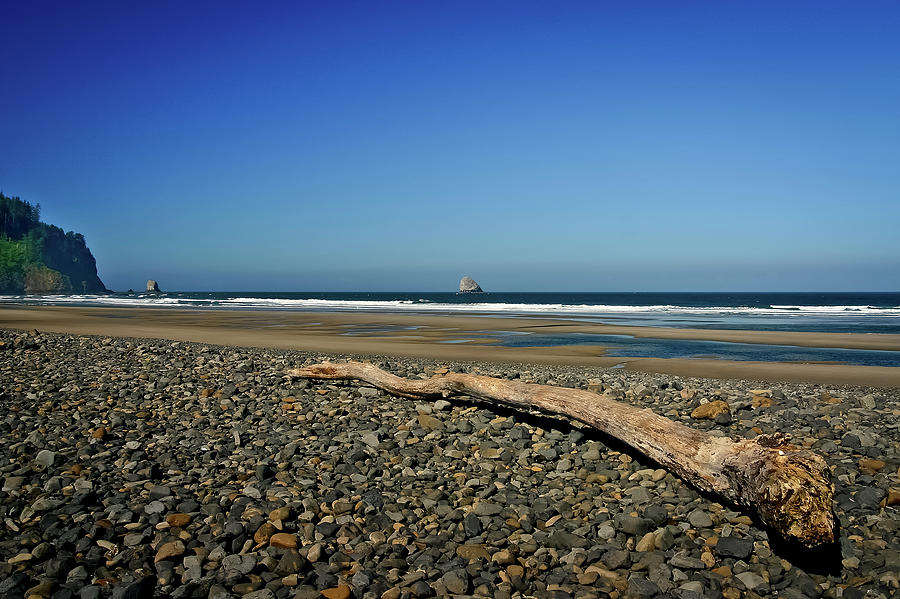 Beach Driftwood Photograph by Albert Seger