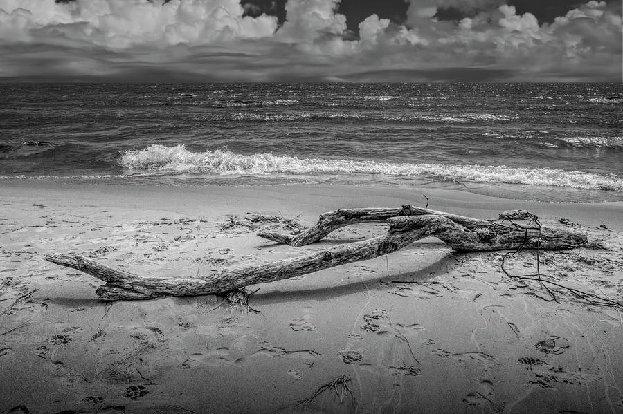 Beach Driftwood in Black and White on Lake Michigan Photograph by Randall Nyhof