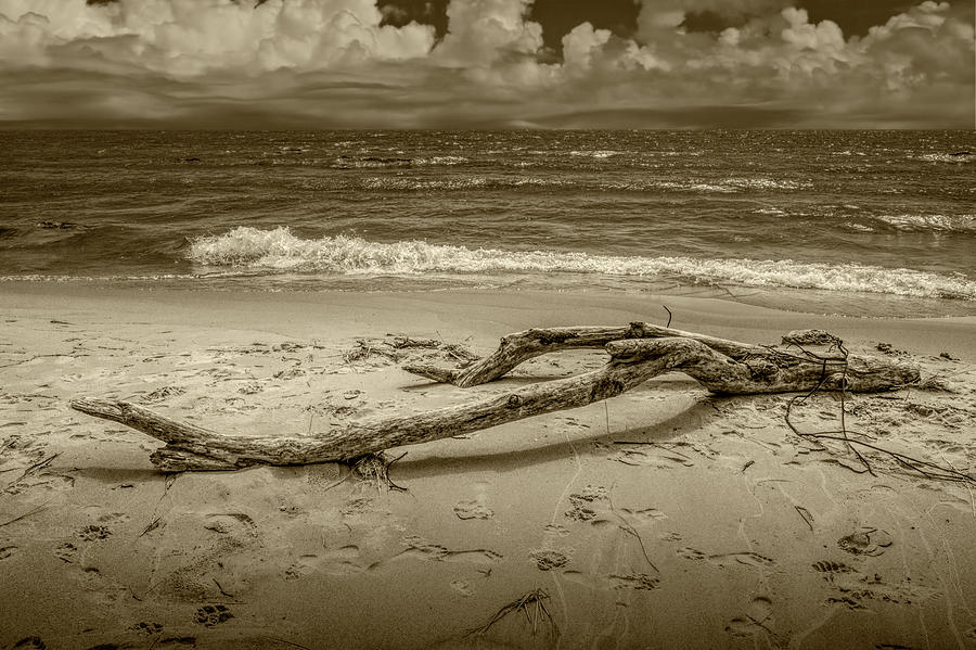 Beach Driftwood in Sepia Tone on Lake Michigan Photograph by Randall Nyhof