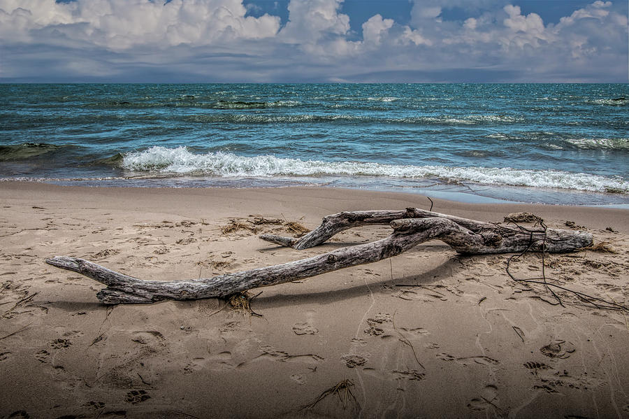 Beach Driftwood on Lake Michigan Photograph by Randall Nyhof