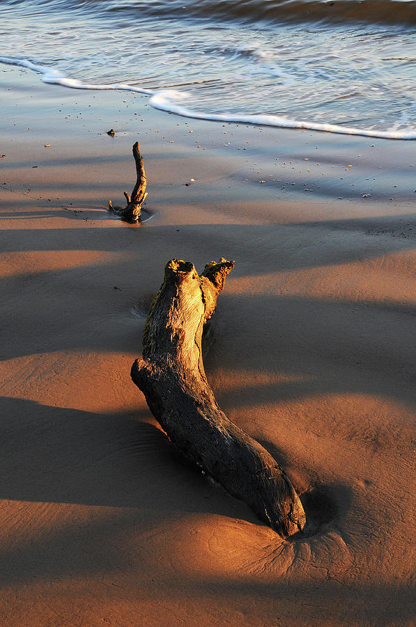 Beach Driftwood Photograph by Ted Keller