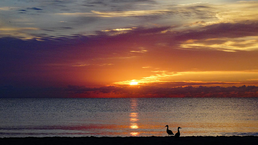 Beach Ducks at Sunrise Delray Beach Photograph by Lawrence S Richardson Jr