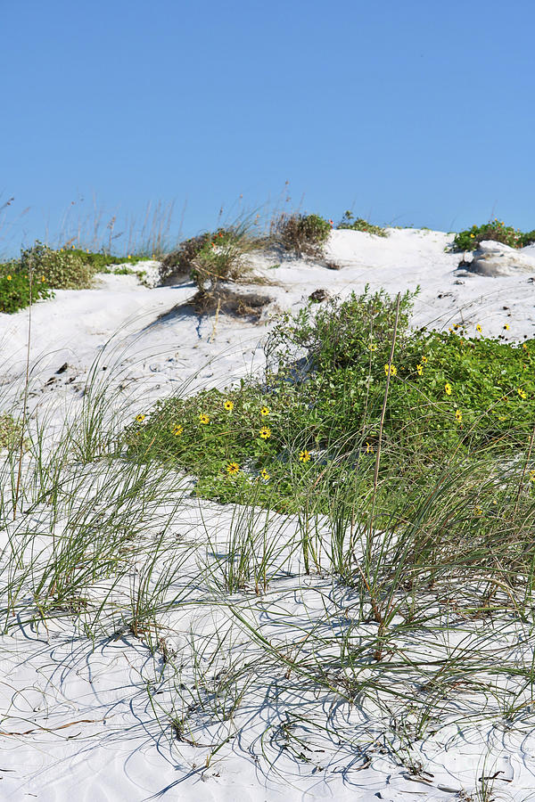 Beach Dunes with Wildflowers and Beach Grass Photograph by Carol Groenen