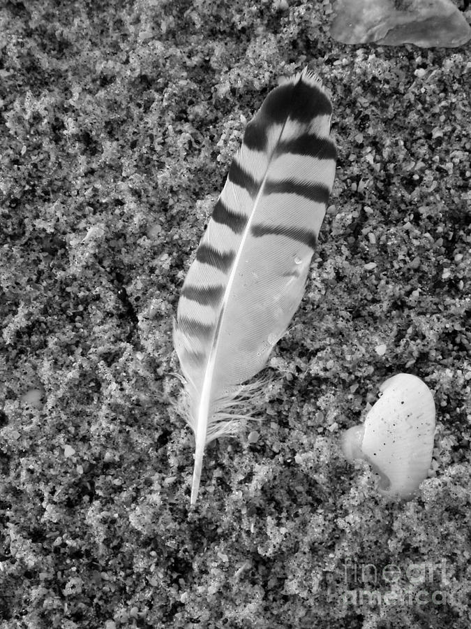 Beach Feather Photograph
