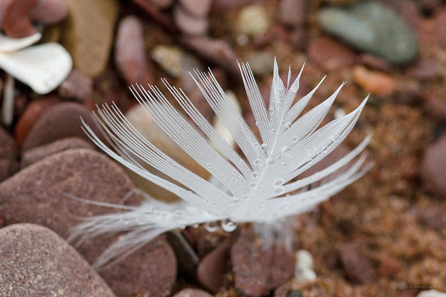 Beach Feather Photograph by WB Johnston