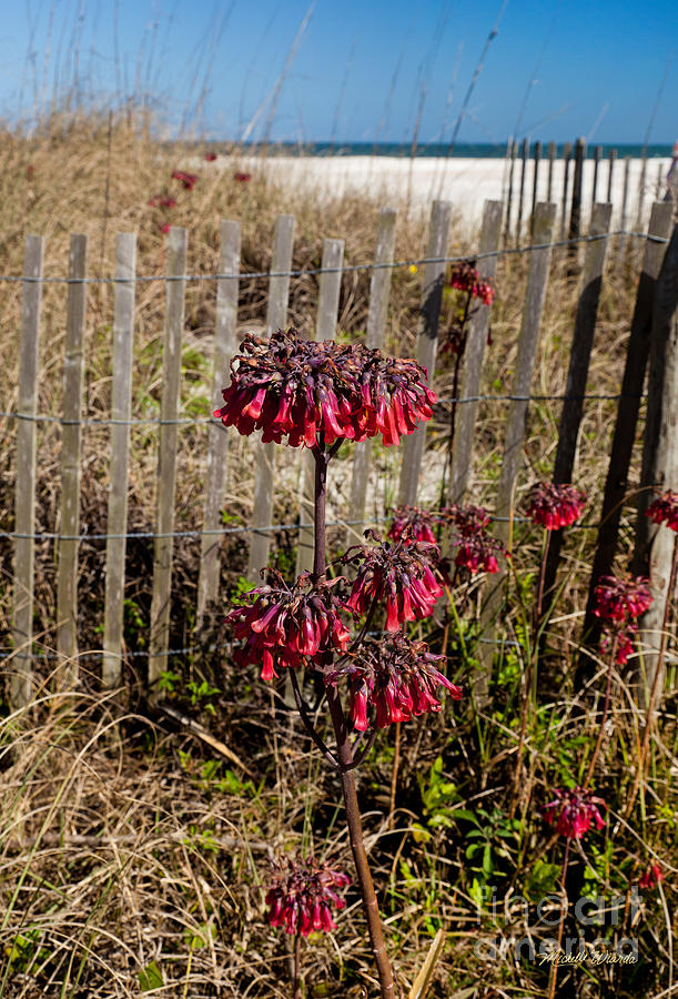 Beach Fence and Red Flowers Photograph by Michelle Constantine
