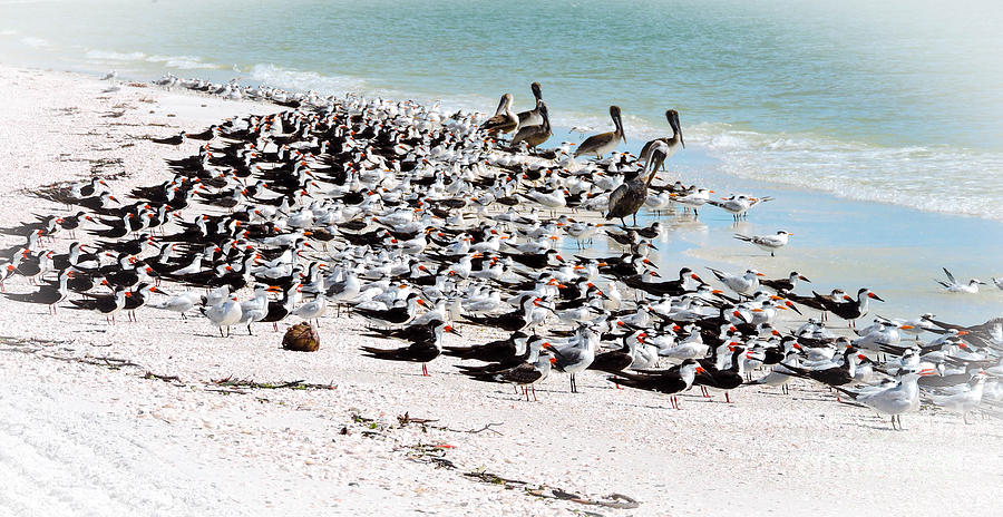 Pelican Photograph - Beach Flock by Marilee Noland