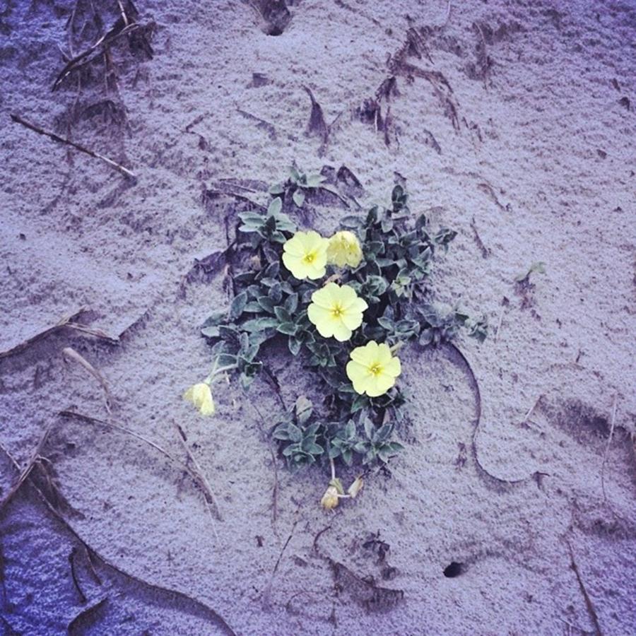 Flower Photograph - #beach #flowers #sand by Kazan Durante