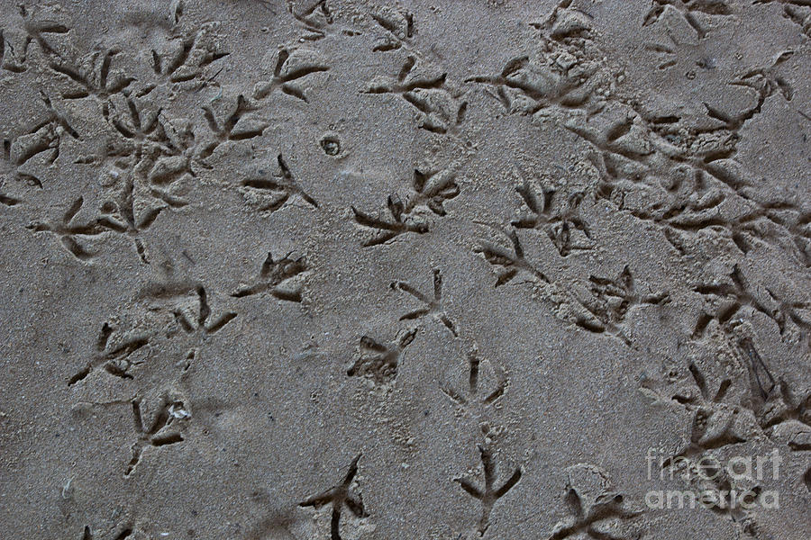 Beach Footprints Photograph by Suzanne Luft