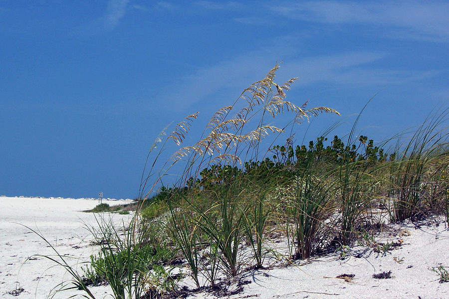 Nature Photograph - Beach grass 3 by Evelyn Patrick