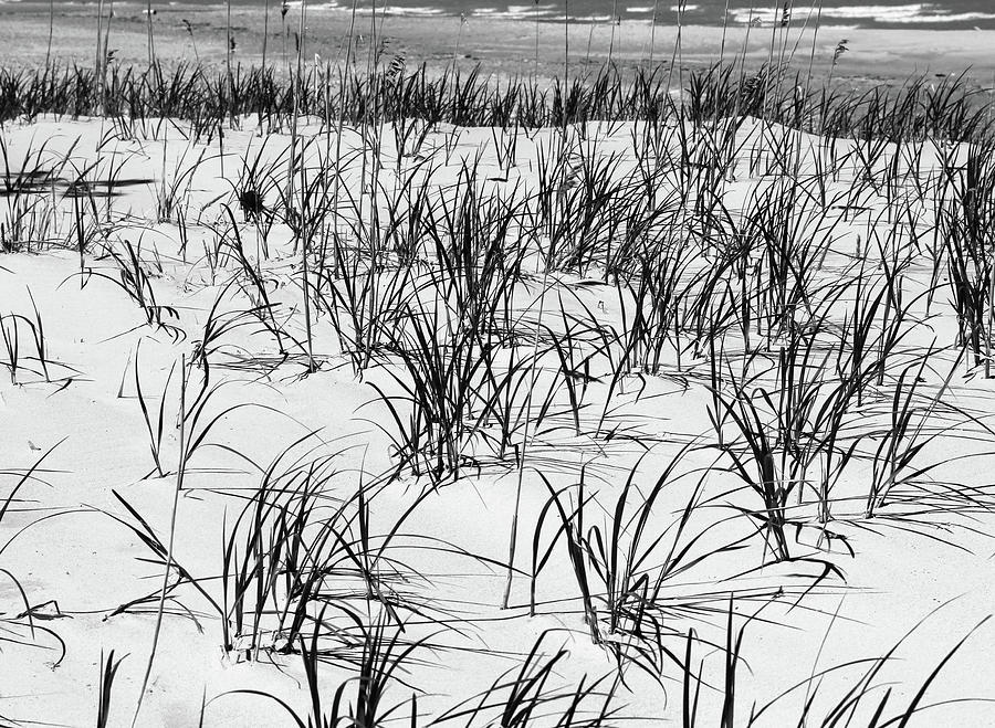 Beach Grass 6 With Waves BW Photograph by Mary Bedy