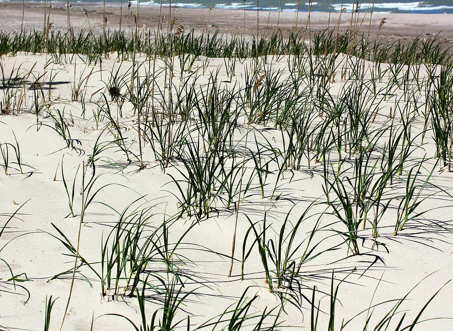 Beach Grass 6 With Waves Photograph by Mary Bedy