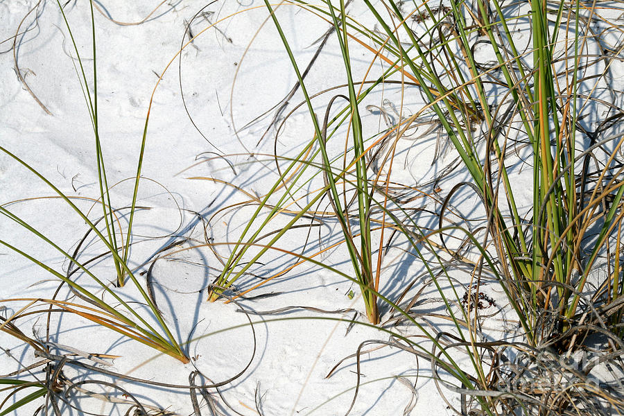 Beach Grass Abstract Photograph by Karen Adams